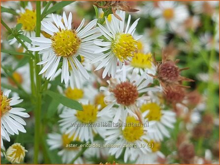 Aster ericoides &#039;Weisser Zwerg&#039; | Heideaster, Sluieraster, Aster | Heide-Aster