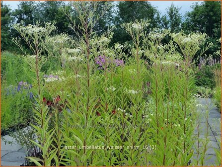 Aster umbellatus &#039;Weisser Schirm&#039; | Aster | Doldige Aster