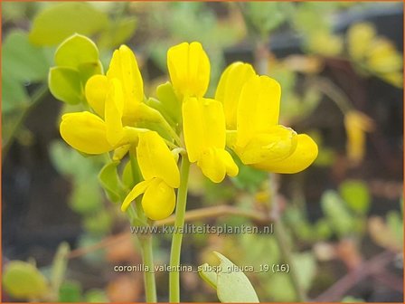 Coronilla valentina subsp. glauca | Kroonkruid | Kronwicke