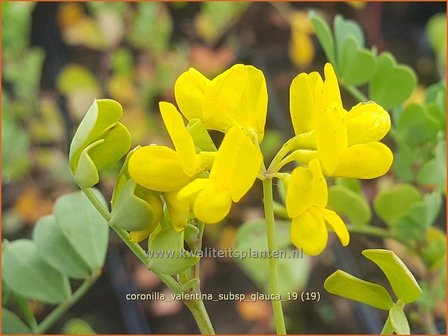 Coronilla valentina subsp. glauca | Kroonkruid | Kronwicke