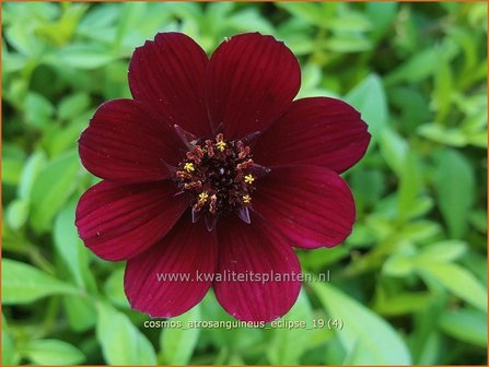 Cosmos atrosanguineus &#039;Eclipse&#039; | Chocoladecosmea, Cosmea | Schokoladenblume