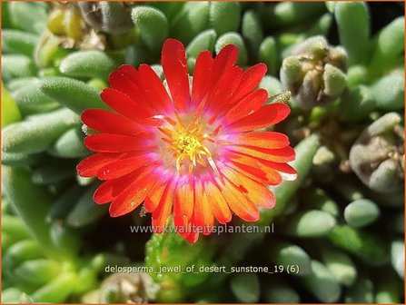 Delosperma &#039;Jewel of Desert Sunstone&#039; | IJsbloempje, IJsplant | Mittagsblume