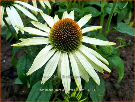 Echinacea purpurea &#039;JS Ivo&#039;s Poem&#039; | Rode zonnehoed, Zonnehoed | Roter Sonnenhut