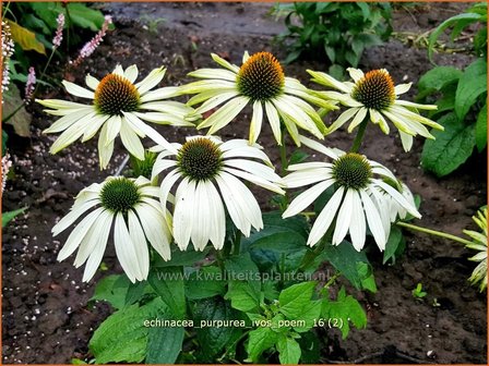 Echinacea purpurea &#039;JS Ivo&#039;s Poem&#039; | Rode zonnehoed, Zonnehoed | Roter Sonnenhut