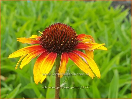 Echinacea purpurea &#039;Parrot&#039; | Rode zonnehoed, Zonnehoed | Roter Sonnenhut