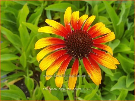 Echinacea purpurea &#039;Parrot&#039; | Rode zonnehoed, Zonnehoed | Roter Sonnenhut