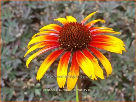 Echinacea purpurea &#039;Parrot&#039; | Rode zonnehoed, Zonnehoed | Roter Sonnenhut