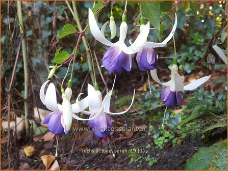 Fuchsia &#039;Delta&#039;s Sarah&#039; | Bellenplant, Tuinfuchsia, Fuchsia | Fuchsie