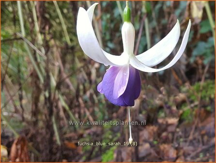 Fuchsia &#039;Delta&#039;s Sarah&#039; | Bellenplant, Tuinfuchsia, Fuchsia | Fuchsie