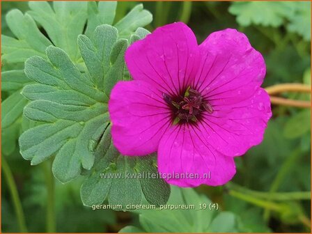 Geranium cinereum &#039;Purpureum&#039; | Ooievaarsbek, Tuingeranium | Aschgrauer Storchschnabel