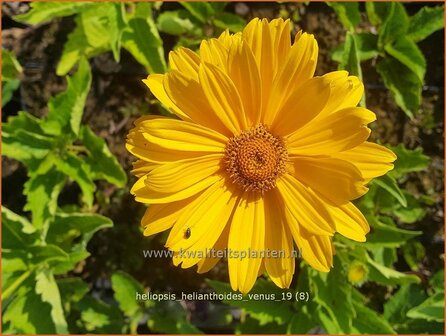 Heliopsis helianthoides 'Venus' | Zonneoog | Gew&ouml;hnliches Sonnenauge