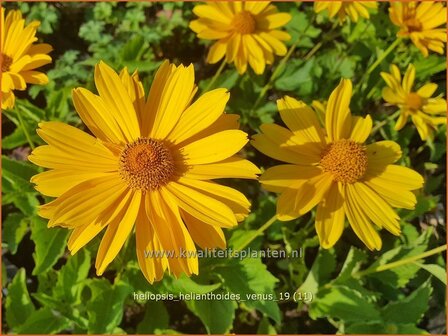 Heliopsis helianthoides 'Venus' | Zonneoog | Gew&ouml;hnliches Sonnenauge