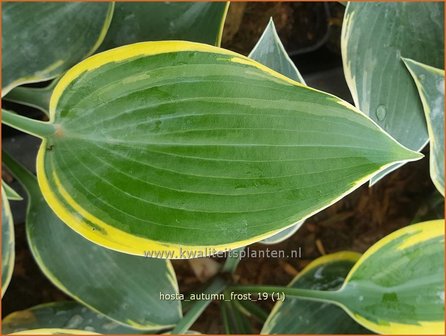 Hosta &#039;Autumn Frost&#039; | Hosta, Hartlelie, Funkia | Funkie