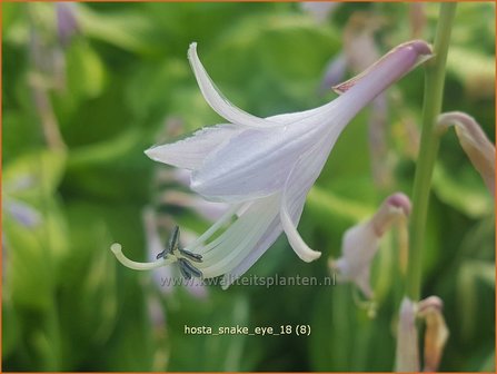 Hosta &#039;Snake Eyes&#039; | Hosta, Hartlelie, Funkia | Funkie