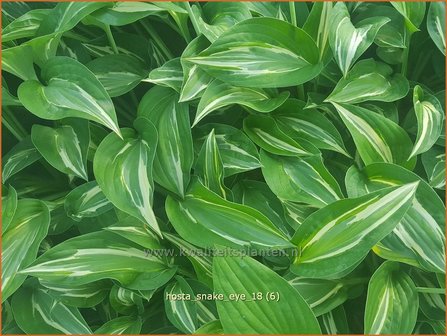 Hosta &#039;Snake Eyes&#039; | Hosta, Hartlelie, Funkia | Funkie