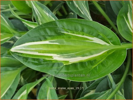 Hosta &#039;Snake Eyes&#039; | Hosta, Hartlelie, Funkia | Funkie