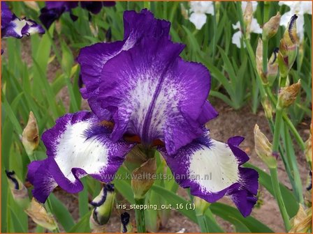 Iris germanica &#039;Stepping Out&#039; | Baardiris, Duitse lis, Iris, Lis | Hohe Bart-Schwertlilie