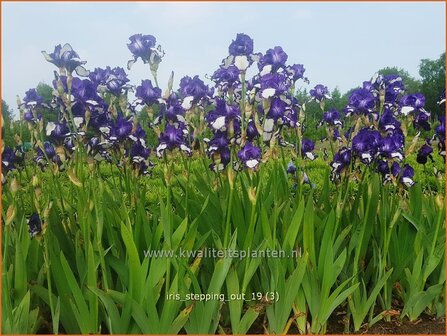 Iris germanica &#039;Stepping Out&#039; | Baardiris, Duitse lis, Iris, Lis | Hohe Bart-Schwertlilie