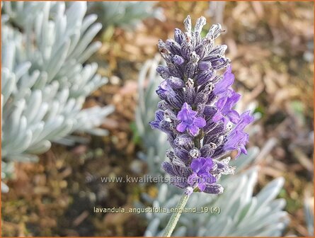 Lavandula angustifolia 'England' | Echte lavendel, Gewone lavendel, Lavendel | Echter Lavendel