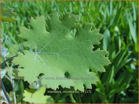 Macleaya microcarpa | Pluimpapaver, Vedermaan | Br&auml;unlichbl&uuml;hender Federmohn