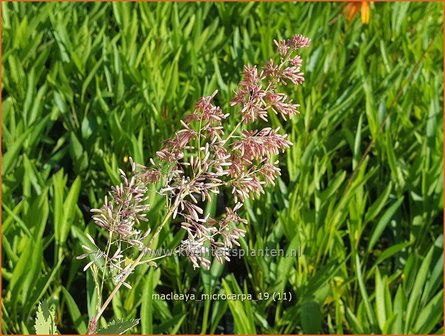 Macleaya microcarpa | Pluimpapaver, Vedermaan | Br&auml;unlichbl&uuml;hender Federmohn