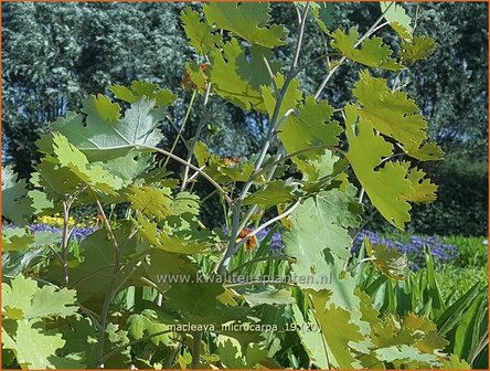 Macleaya microcarpa | Pluimpapaver, Vedermaan | Br&auml;unlichbl&uuml;hender Federmohn