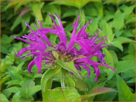 Monarda &#039;Balmy Lilac&#039; | Bergamotplant, Indianennetel | Indianernessel