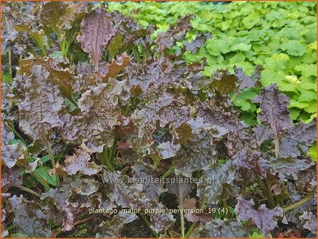 Plantago major &#039;Purple Perversion&#039; | Grote weegbree, Weegbree | Rotbl&auml;ttriger Wegerich