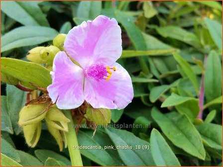 Tradescantia &#039;Pink Chablis&#039; | Eendagsbloem, Vaderplant, Matrozensla | Dreimasterblume