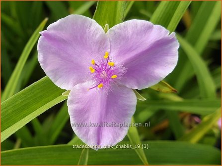 Tradescantia &#039;Pink Chablis&#039; | Eendagsbloem, Vaderplant, Matrozensla | Dreimasterblume
