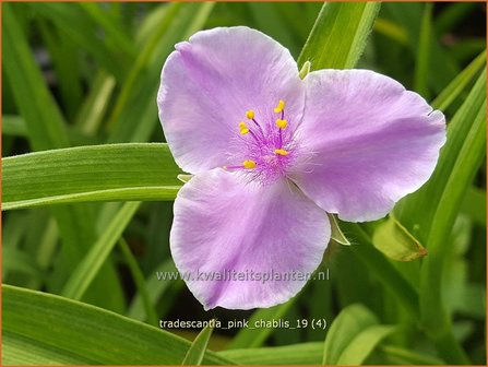 Tradescantia &#039;Pink Chablis&#039; | Eendagsbloem, Vaderplant, Matrozensla | Dreimasterblume