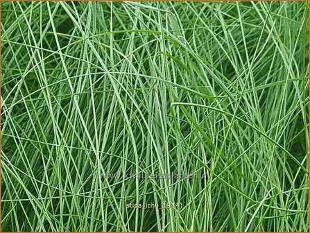 Stipa ichu | Peruviaans vedergras, Vedergras | Peruanisches Federgras