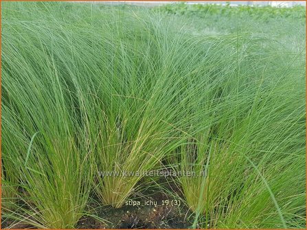 Stipa ichu | Peruviaans vedergras, Vedergras | Peruanisches Federgras