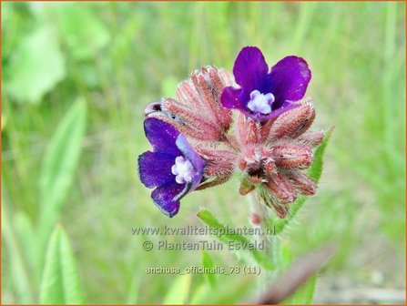 Anchusa officinalis | Gewone ossentong, Ossentong | Gew&ouml;hnliche Ochsenzunge