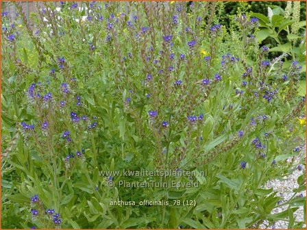 Anchusa officinalis | Gewone ossentong, Ossentong | Gew&ouml;hnliche Ochsenzunge