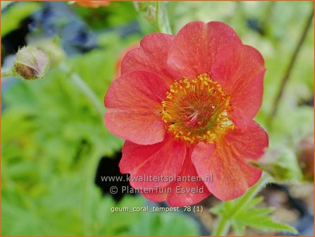 Geum &#039;Coral Tempest&#039; | Nagelkruid | Nelkenwurz