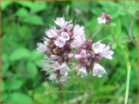 Origanum majorana | Echte marjolein, Majoraan | Majoran