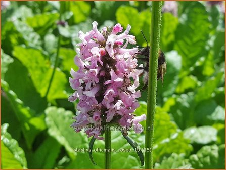 Stachys officinalis &#039;Rosea&#039; | Betonie, Koortskruid, Andoorn | Echter Ziest