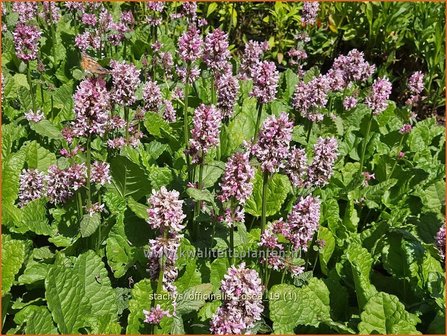 Stachys officinalis &#039;Rosea&#039; | Betonie, Koortskruid, Andoorn | Echter Ziest