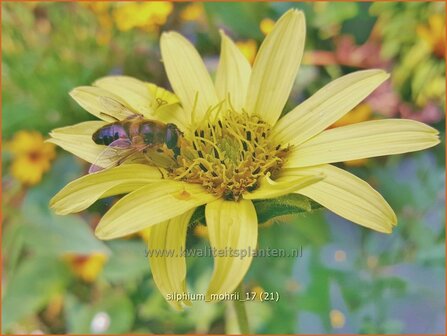 Silphium mohrii | Zonnekroon | Silphie