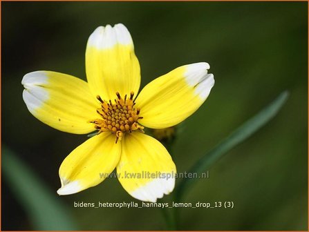 Bidens aurea &#039;Hannay&#039;s Lemon Drop&#039; | Tandzaad | Zweizahn | Arizona Beggar&#039;s Ticks