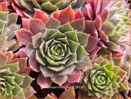 Sempervivum &#039;Irazu&#039; | Huislook, Donderblad | Hauswurz | Houseleek