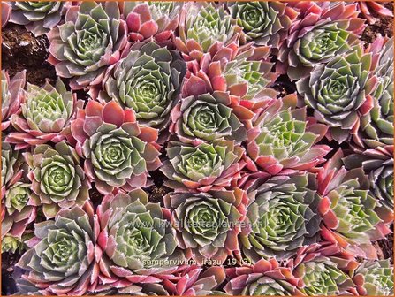 Sempervivum &#039;Irazu&#039; | Huislook, Donderblad | Hauswurz | Houseleek