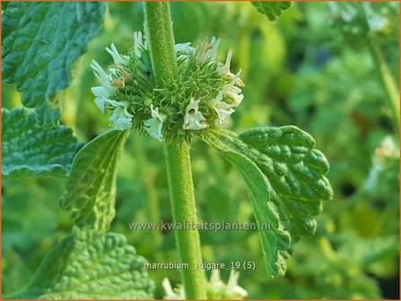 Marrubium vulgare | Malrove | Andorn