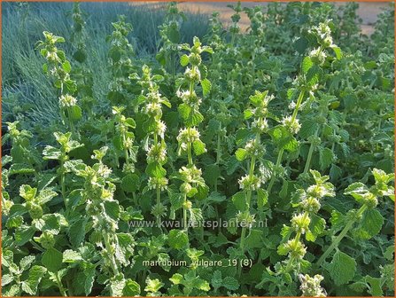 Marrubium vulgare | Malrove | Andorn