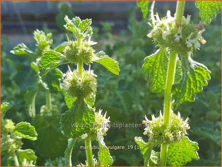 Marrubium vulgare | Malrove | Andorn