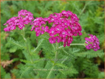 Achillea millefolium &#039;New Vintage Violet&#039; | Duizendblad | Gew&ouml;hnliche Schafgarbe