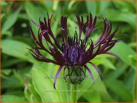 Centaurea montana &#039;Jordy&#039; | Bergkorenbloem, Bergcentaurie, Korenbloem, Centaurie | Berg-Flockenblume