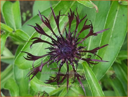 Centaurea montana &#039;Jordy&#039; | Bergkorenbloem, Bergcentaurie, Korenbloem, Centaurie | Berg-Flockenblume