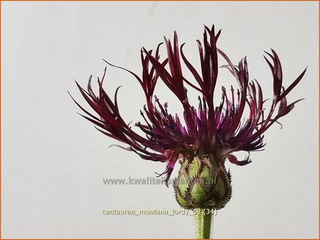 Centaurea montana &amp;#39;Jordy&amp;#39; | Bergkorenbloem, Bergcentaurie, Korenbloem, Centaurie | Berg-Flockenblume